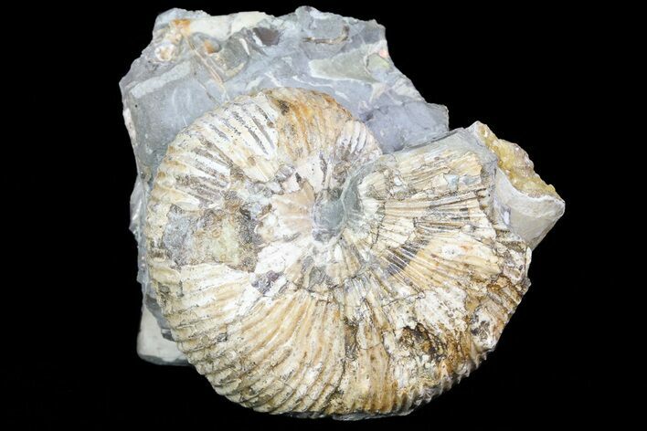 Hoplocaphites Ammonite Cluster - South Dakota #73841